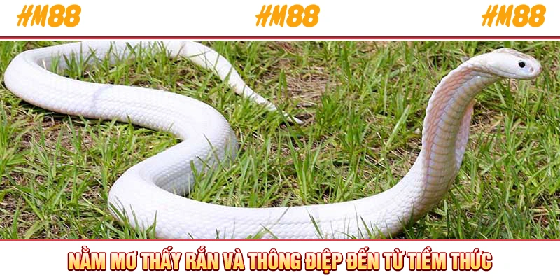 Nằm mơ thấy rắn và thông điệp đến từ tiềm thức