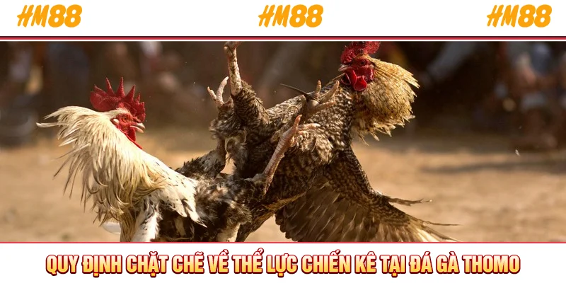 Quy định chặt chẽ về thể lực chiến kê tại đá gà Thomo